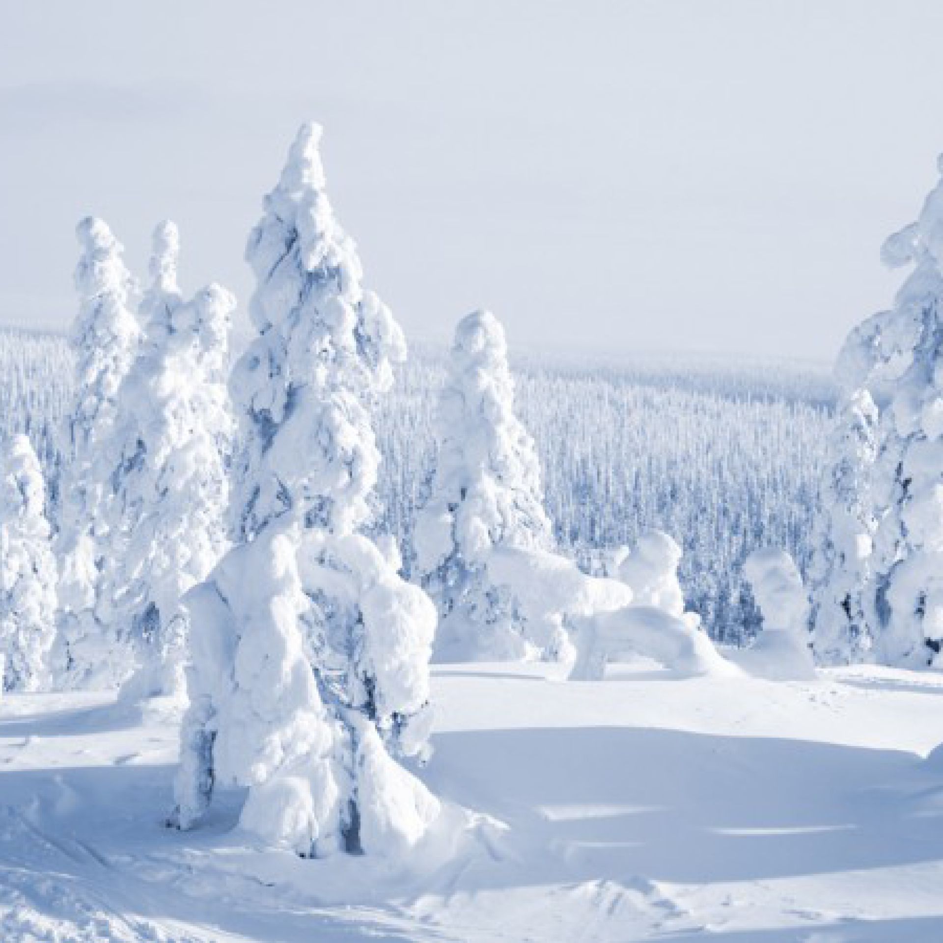 lapponia